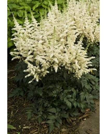 `Vision in White`   (a.chinensis)  