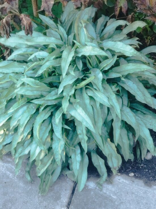 `Samourai`(pulmonaria hybrida) 