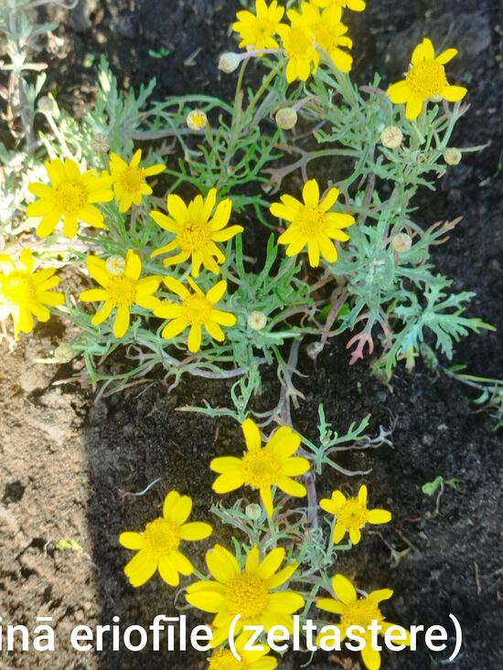 Vilnainā zeltastere