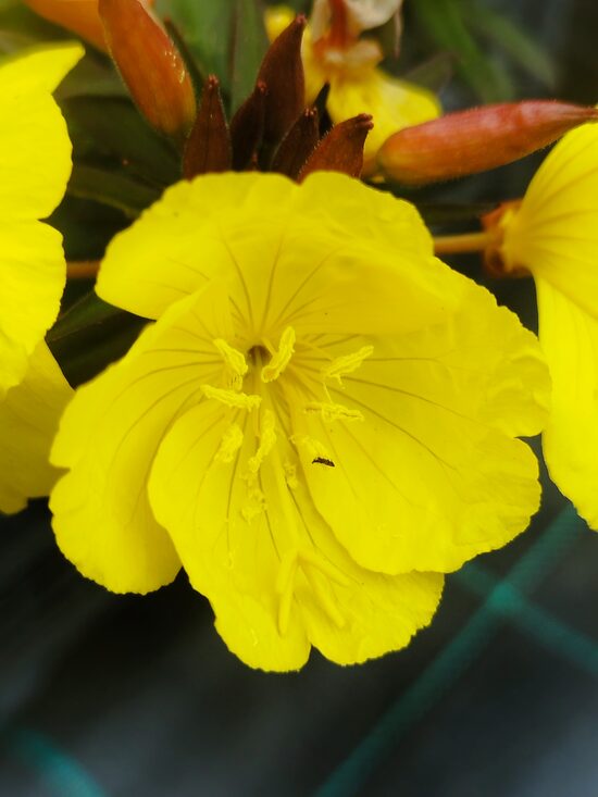 Sonnenwende, syn. Solstice, oenothera fructiosa
