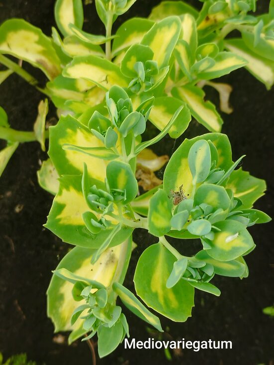 Mediovariegatum