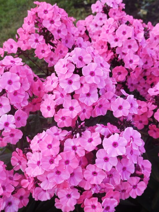   Sweet Summer Dream  Orange Rose, Magical Dream, Ditomdre 