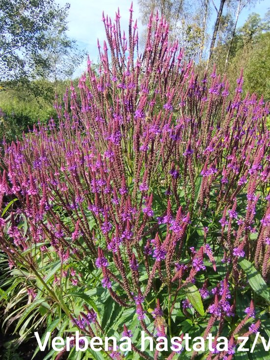Verbena hastata