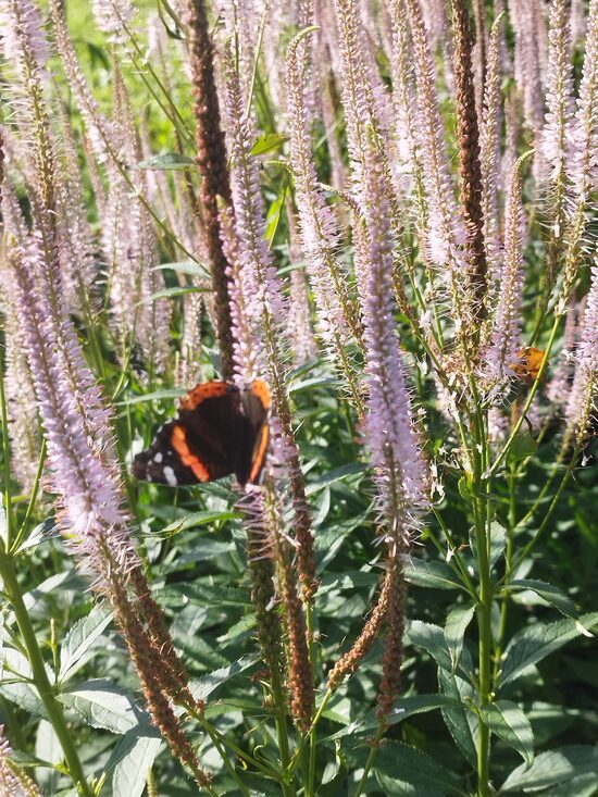 Pink Glow  veronicastrum virginicum f. roseum (virdžīnijas v.) 