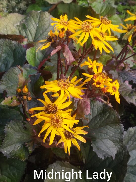 `Midnight Lady`zobainā l ( l.dentata)