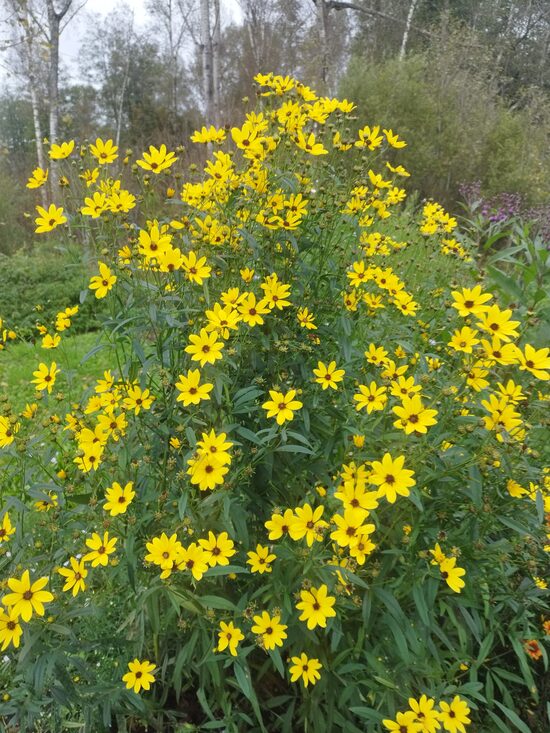 coreopsis triperis