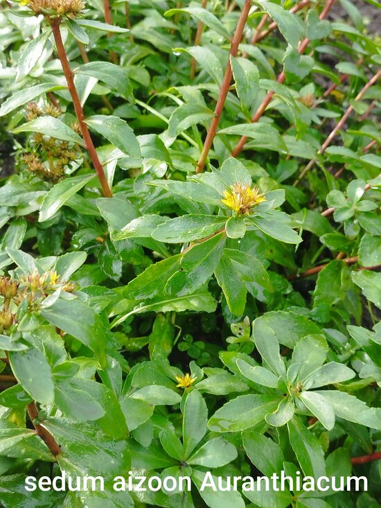 s.aizoon Aurantiacus