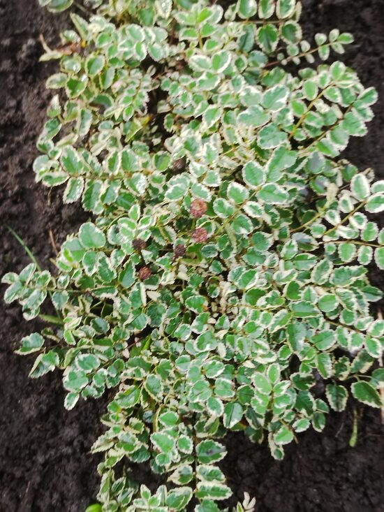 Little Angel saguisorba officinalis microcephala