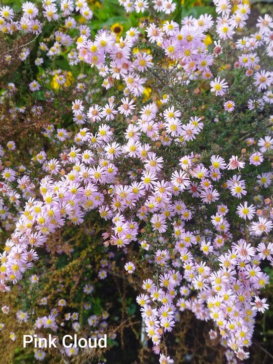 Pink Cloud` aster ericoides, ērikveida ziemasteres 