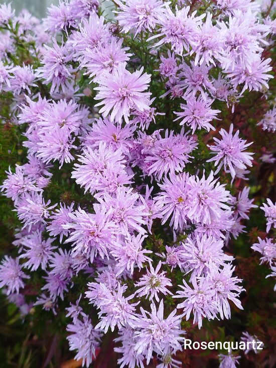 Rosenquarz Jaunbeļģijas (aster novi-belgii)