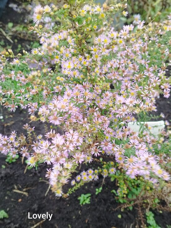 IZPĀRDOTS Lovely, ērikveida (aster ericoides)
