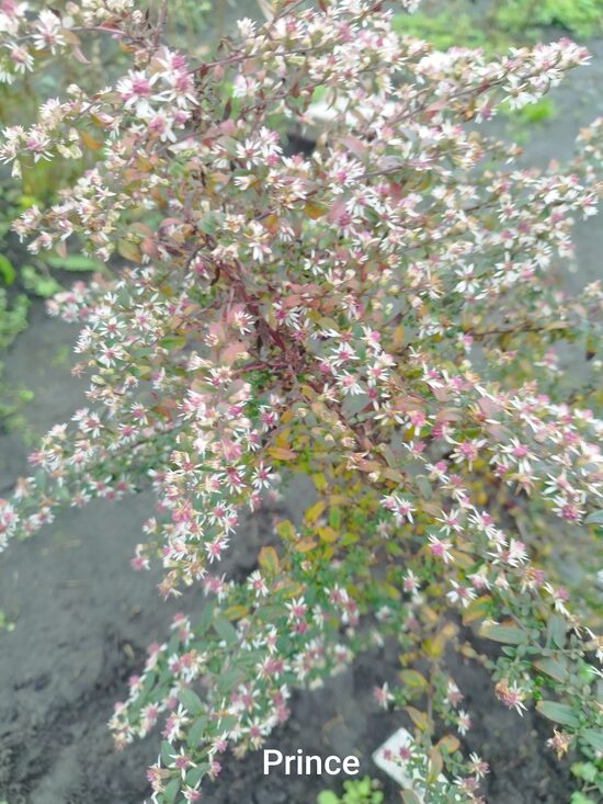 Prince sānziedu  z.(aster lateriflorus)