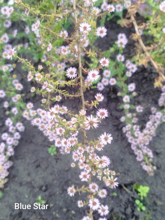 Blue Star