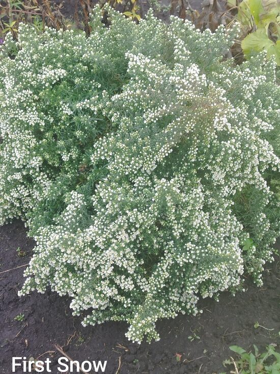 First Snow - aster ericoides  
