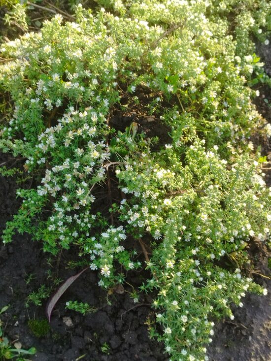 Aster ericoides f.prostratus                                                                                                                                  