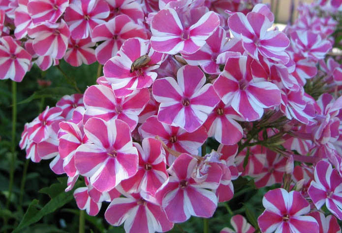 Adessa Lilac Twist`