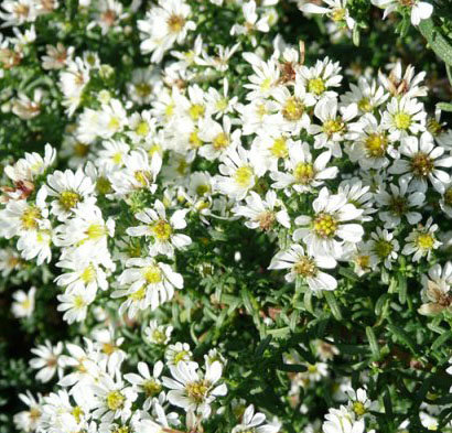 Aster ericoides f.prostratus 