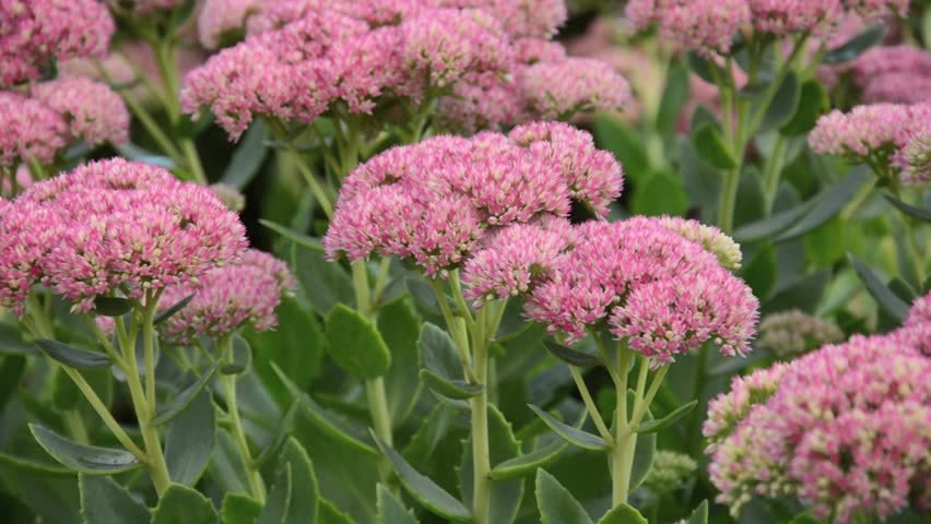 Sedum telephium, čīkstene 