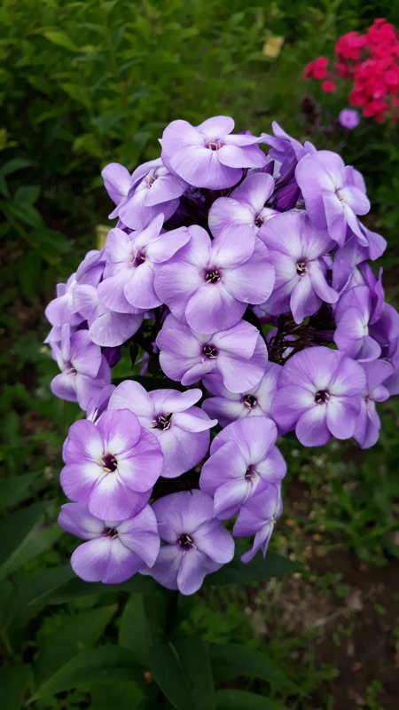 Peackock Purple Bicolor
