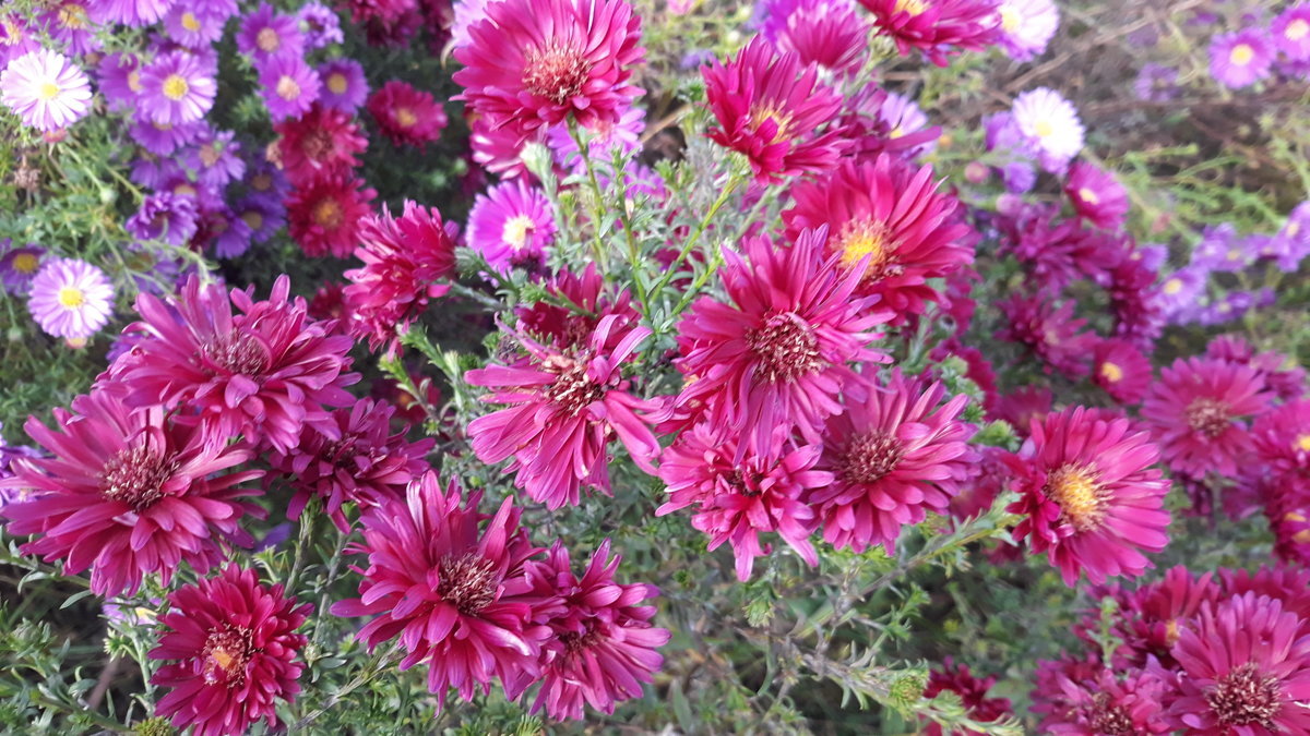  Royal Ruby jaunbeļģijas ziemasteres, aster novo belgii 