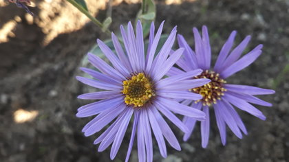 Mira, aster amellus, virsāju ziemastere