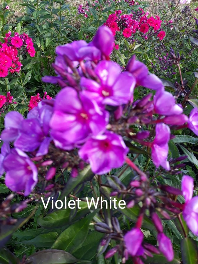 Sweet Summer Surprise  syn. Violet White,  Ditomsur,