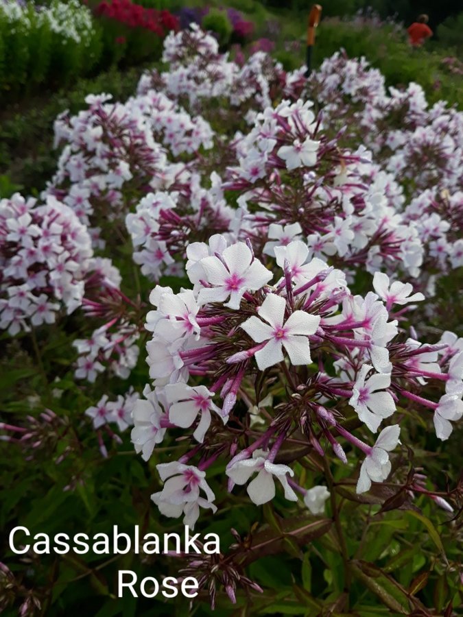 Casablanca Rose