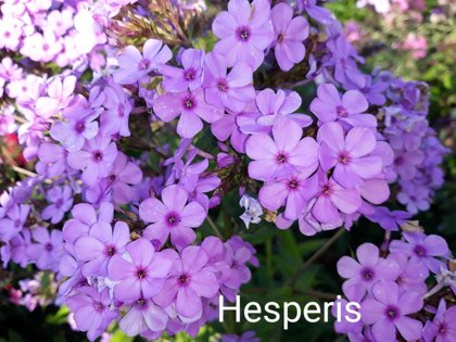 Hesperis