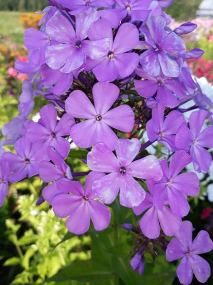 Luc`s Lilac