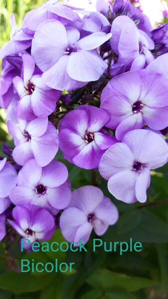 Peackock Purple Bicolor