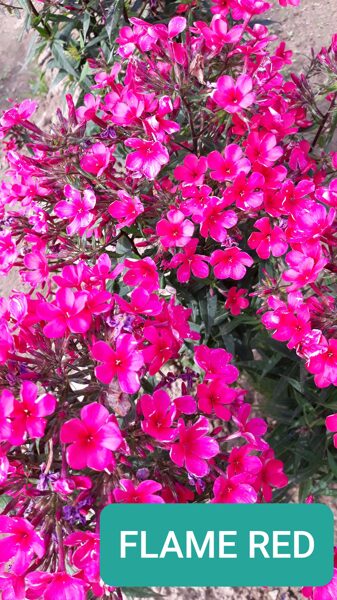 Flame Red (syn.Barplpanflamazred)