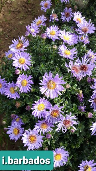 Island Barbados aster dumosus