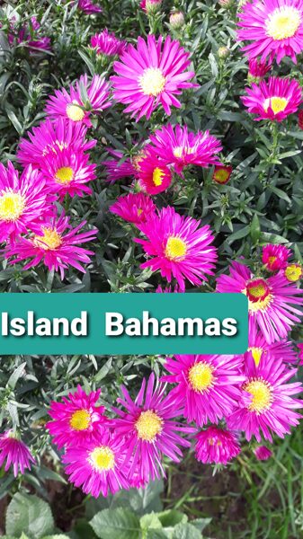 Island Bahamas aster dumosus