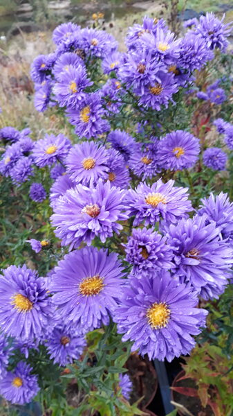 Izpārdots Maria Ballard, aster novi-belgii