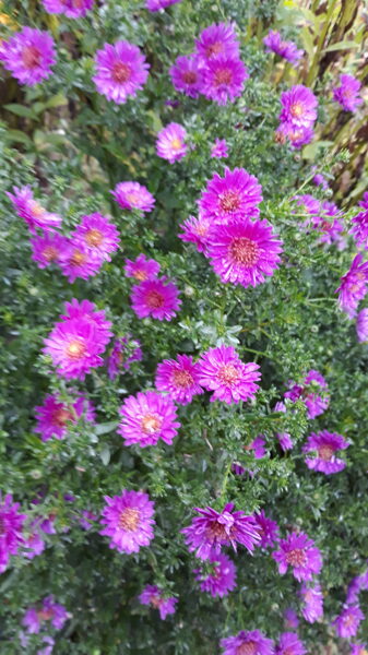 Starlight aster novi-belgii