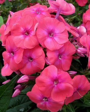 IZPĀRDOTS   Flame Coral syn. `Barsixtywo`