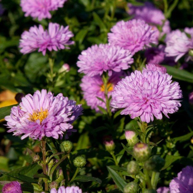  Rosenpompon, aster novi-belgii