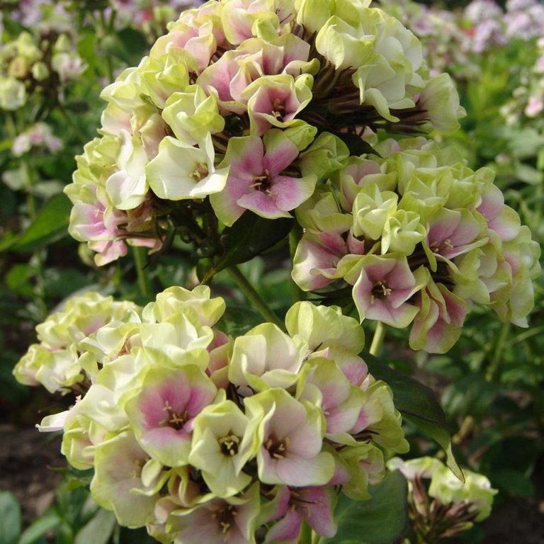 Sherbet Coctail` , syn.` Sherbet Blend`