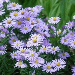 Prof.Anton Kippenberg, aster novi-belgii