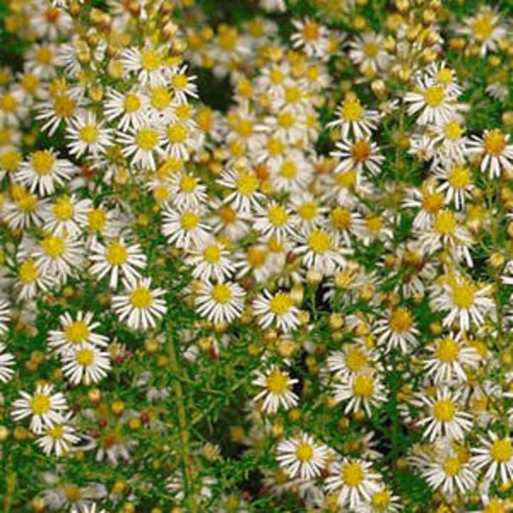  Golden Spray, aster ericoides