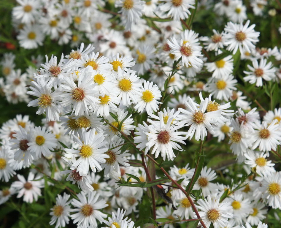 White Ladies, aster novi-belgii