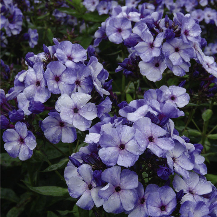 Jeff`s Blue