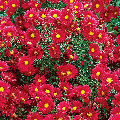 Izpārdots \Crimson Brocade, aster novi-belgii