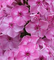Esther (phlox amplifolia, liellapu floksis)
