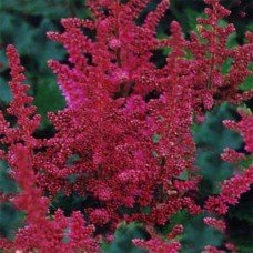 `Vision in Red` - (a.chinensis) 