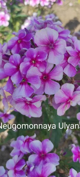 Neugomonnaya Ulyana