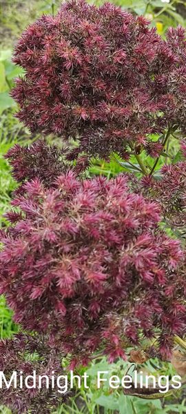 Midnight Feelings Izpārdots