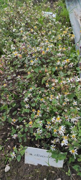 Izplestā ziemastere (a.divaricatus)