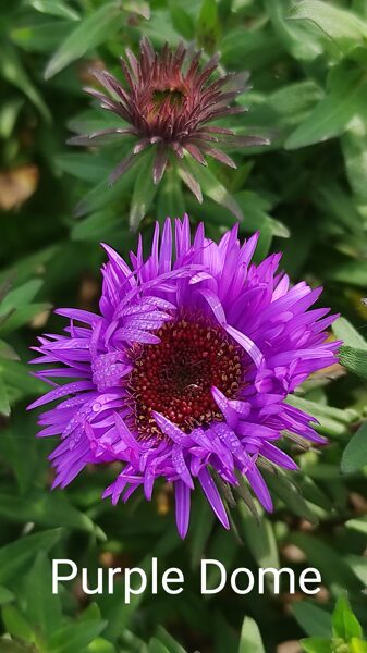 Purple Dome a.novae angliae