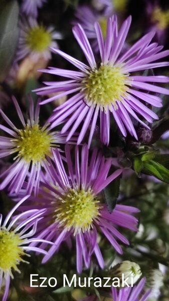 Ezo Murazaki Agerātveida  a.trifoliatus subsp.ageratoides 